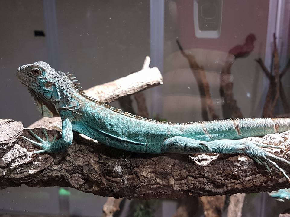 Biggest pet shop in the world